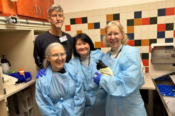 SF SPCA volunteers assist with treating kittens for ringworm.