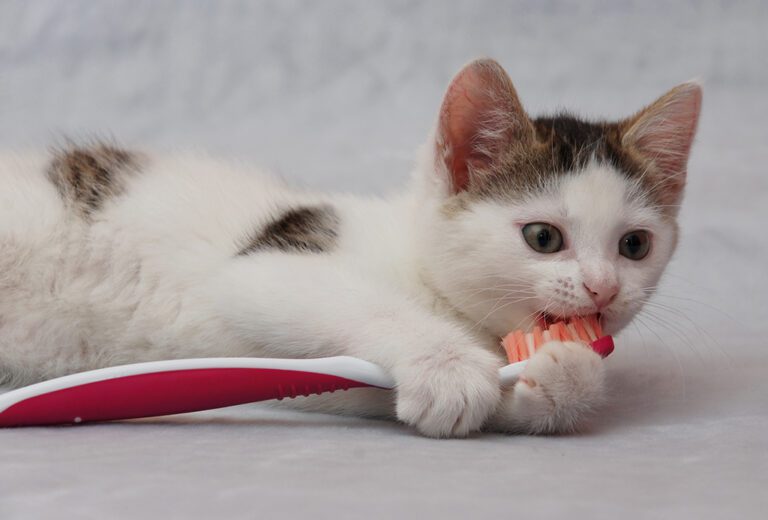 San Francisco SPCA Dental Health