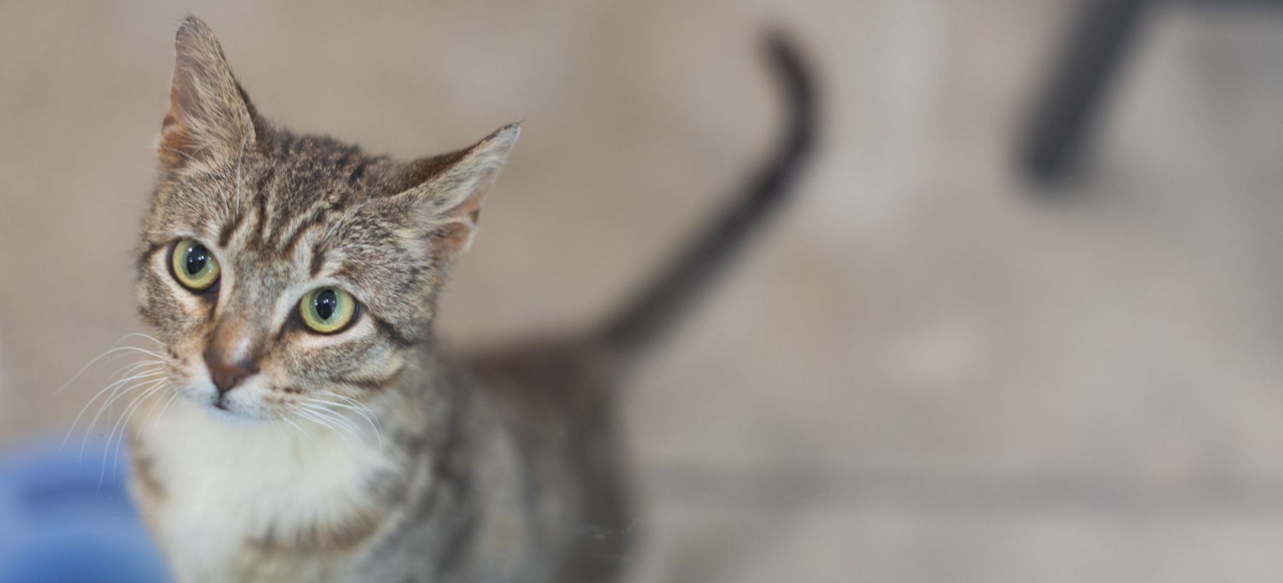 San Francisco SPCA donate and support our mission today