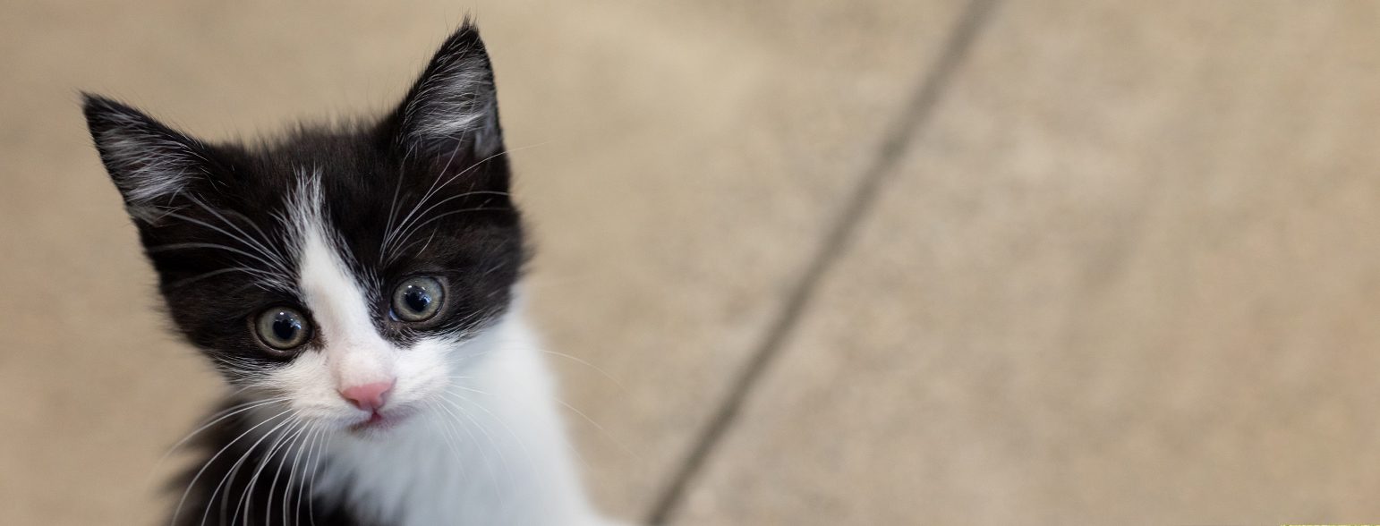 San Francisco SPCA Giving Circle kitten