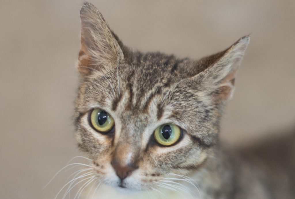 San Francisco SPCA Join our Giving Circle