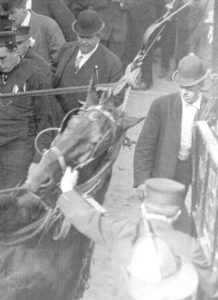 San Francisco SPCA timeline 1906 earthquake