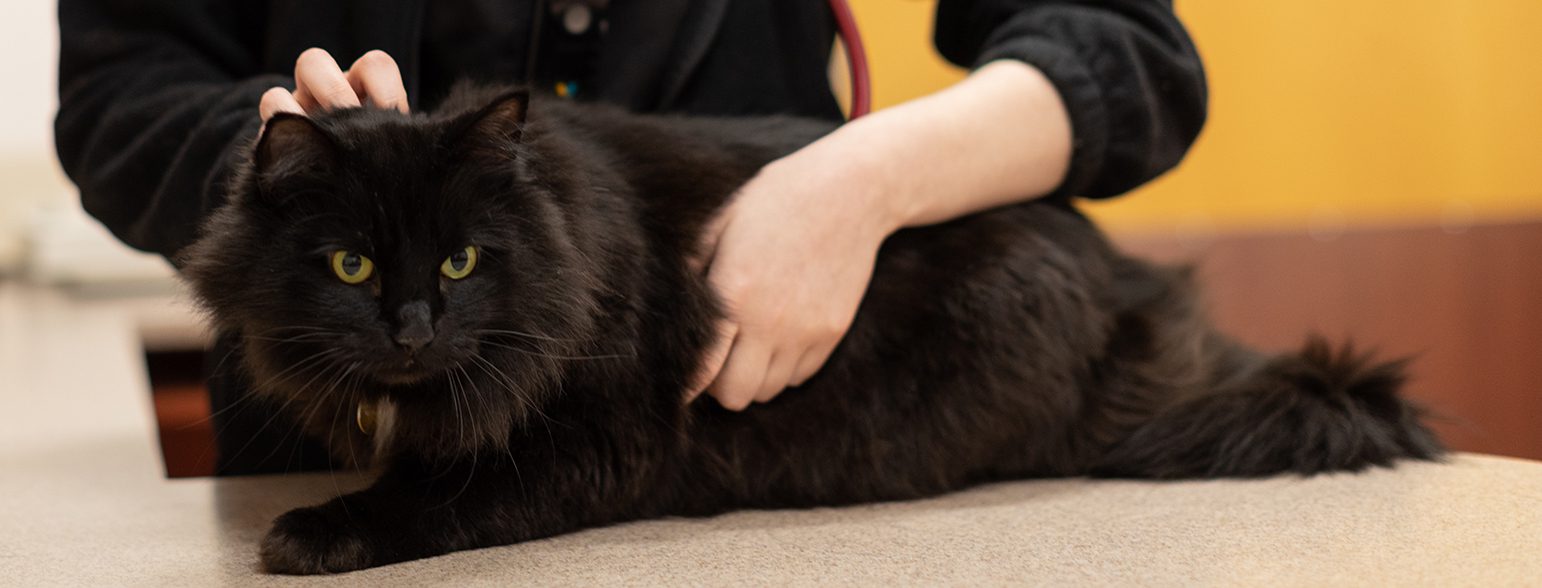 San Francisco SPCA Veterinary Care for all cats