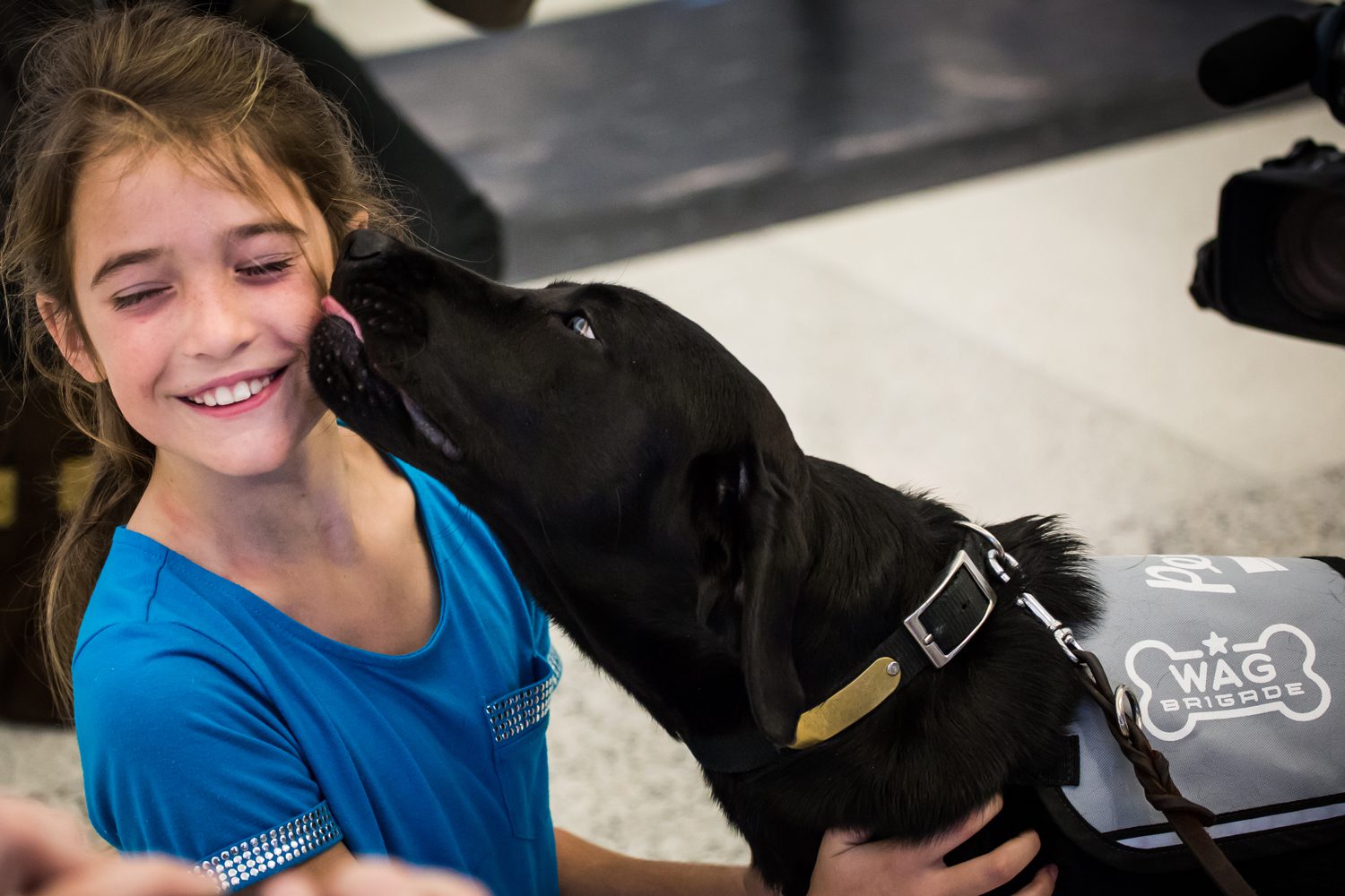 San Francisco SPCA Wag Brigade volunteer program