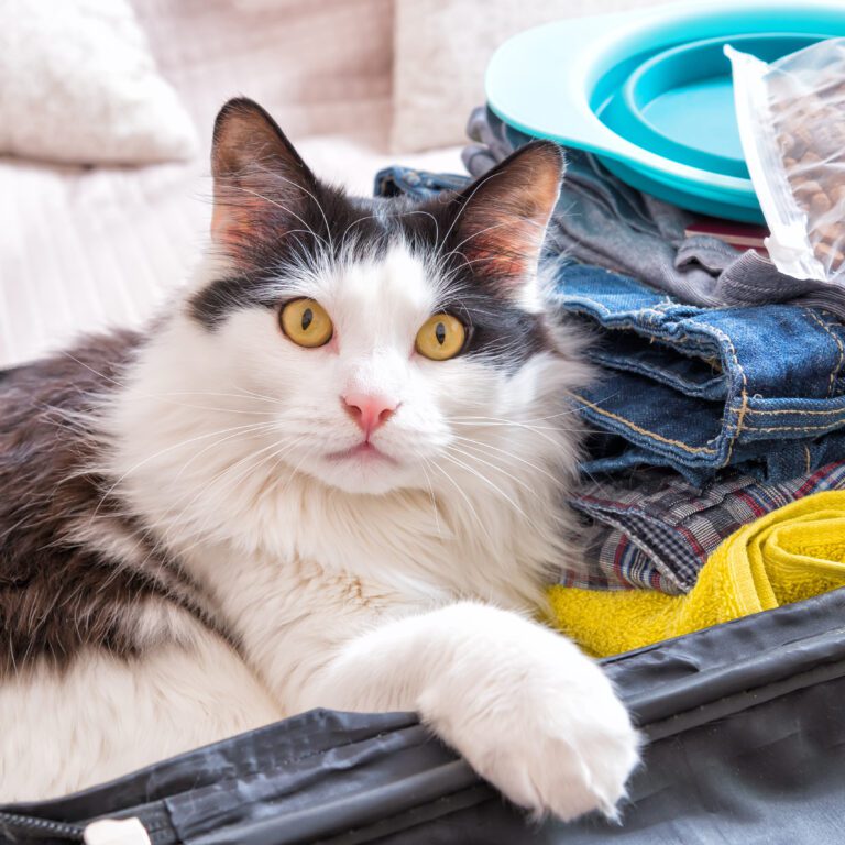 SF SPCA Disaster Prep Cat