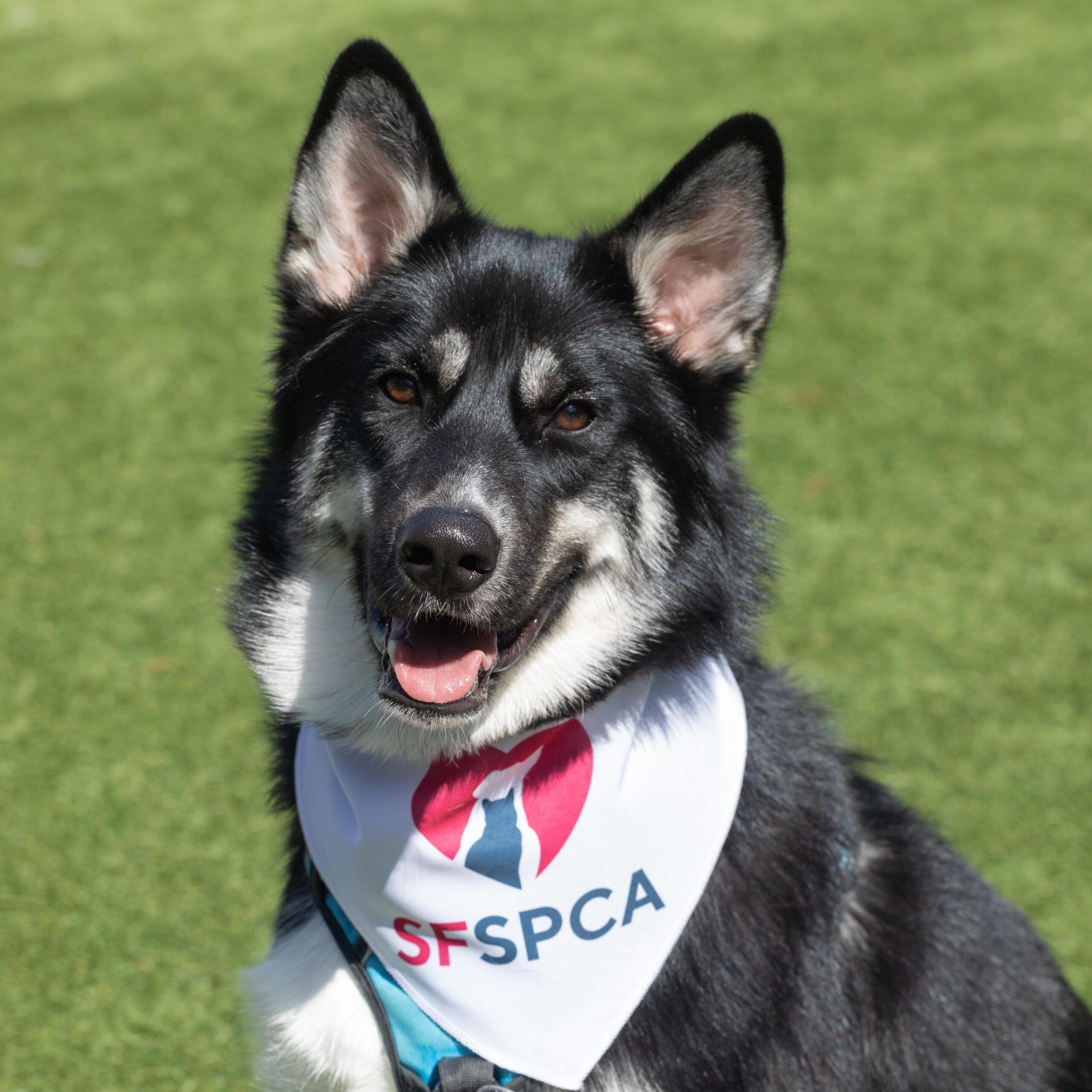 Shelter dog wearing SF SPCA Bandana